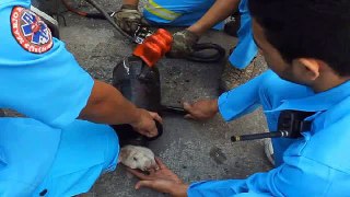 Faith in human nature restored: Puppy trapped inside pipe is rescued in heartwarming footage