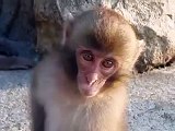 伊豆、波勝崎苑の猿（フライング・ボディアタック）Japanese Macaque Monkeys
