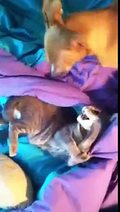 Pussy in bed not amused by dog's advances