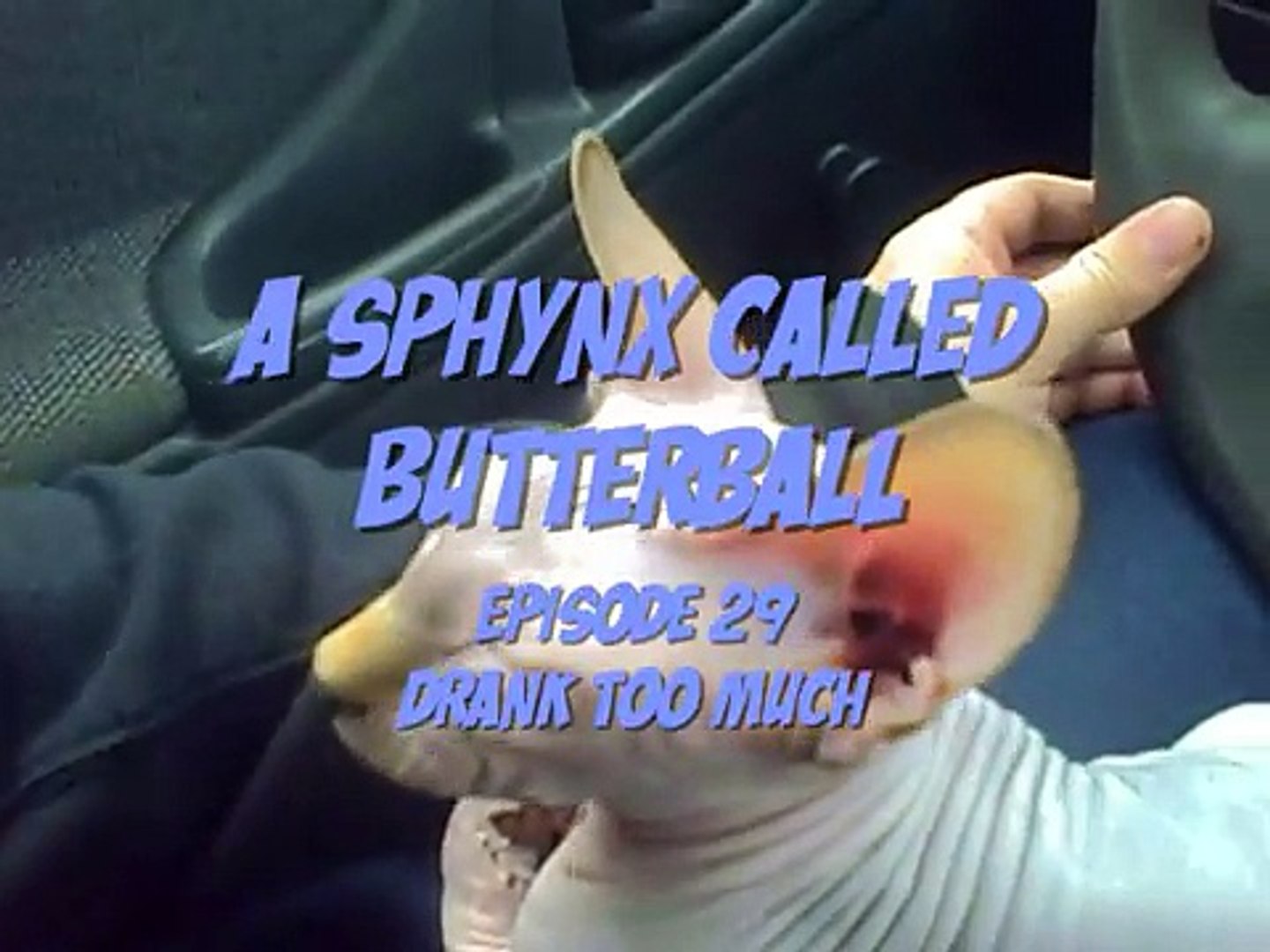 ⁣A Sphynx Called ButterBall Episode 29 Drank too Much