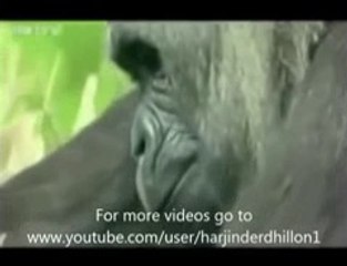 New Punjabi Totey//Funny animals speaking Punjabi//FUNNY//HD