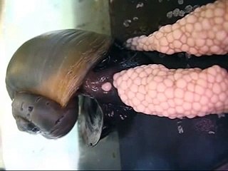 salyangozun dogum anı