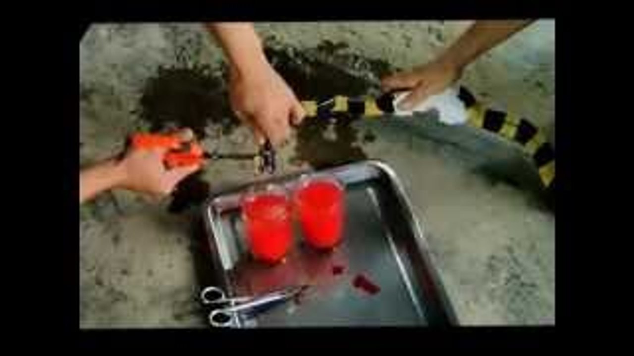 Eating Snake in Hue, Vietnam