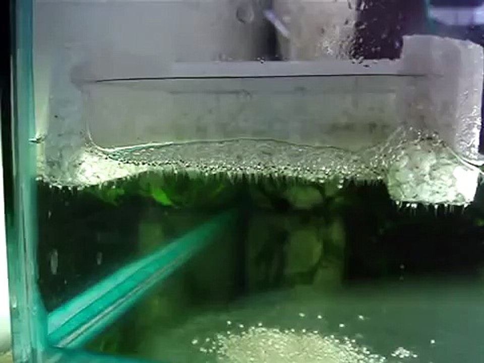 Baby bettas