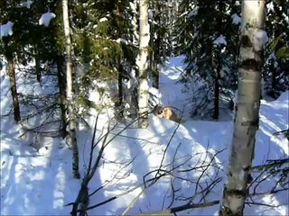 Luka Vesihäntien paluu II 2011, Golden retriever's life 2011