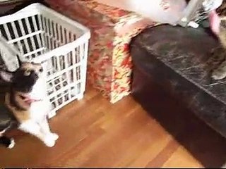 5匹の猫とヨーヨー (Five Cats and the Yo-yo)