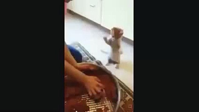 sahibine cig köfte komutu veren kedi