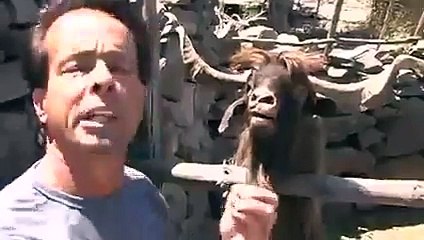 sahibine kızıp tüküren keciiii