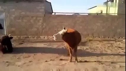 Speaking Cow   Konuşan İnek