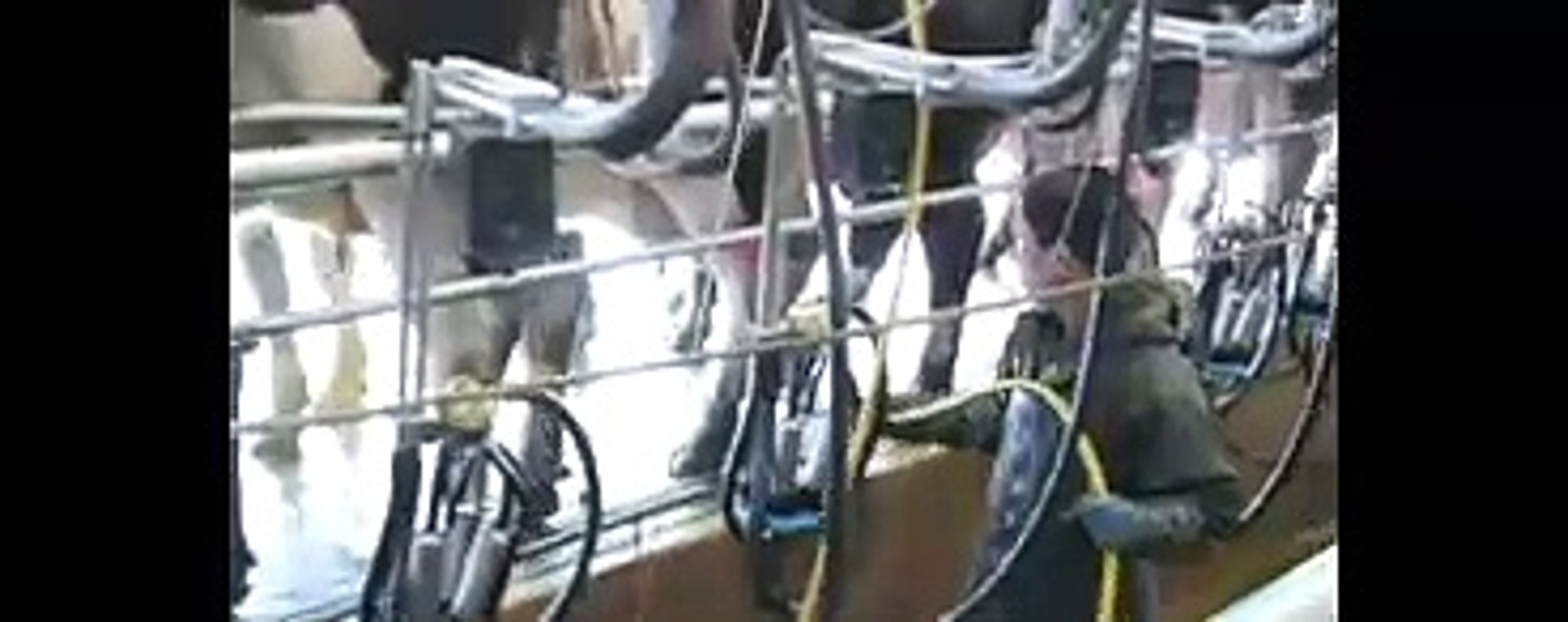 Spraying iodine on cows teats