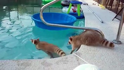 Raccoon swims in pool