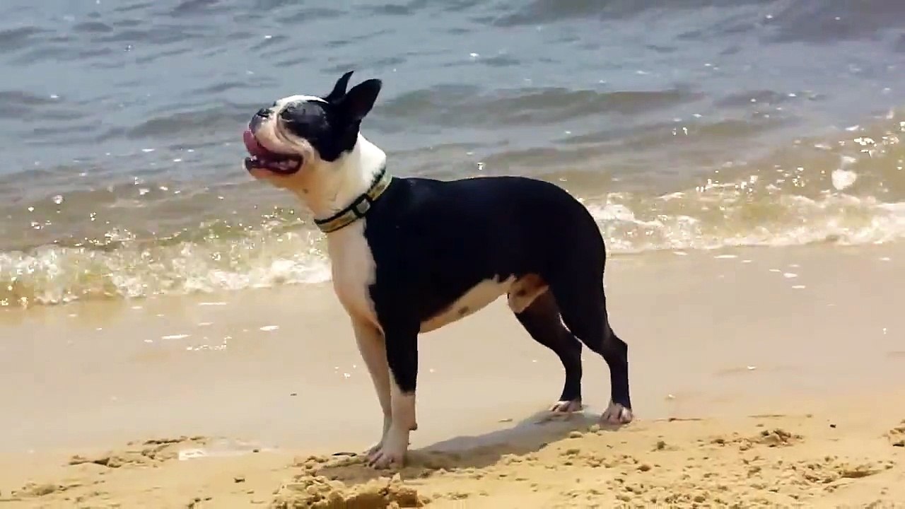 Boston Terriers on the Beach!
