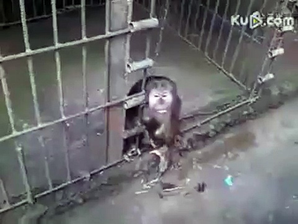 Sexy monkey doing hand job
