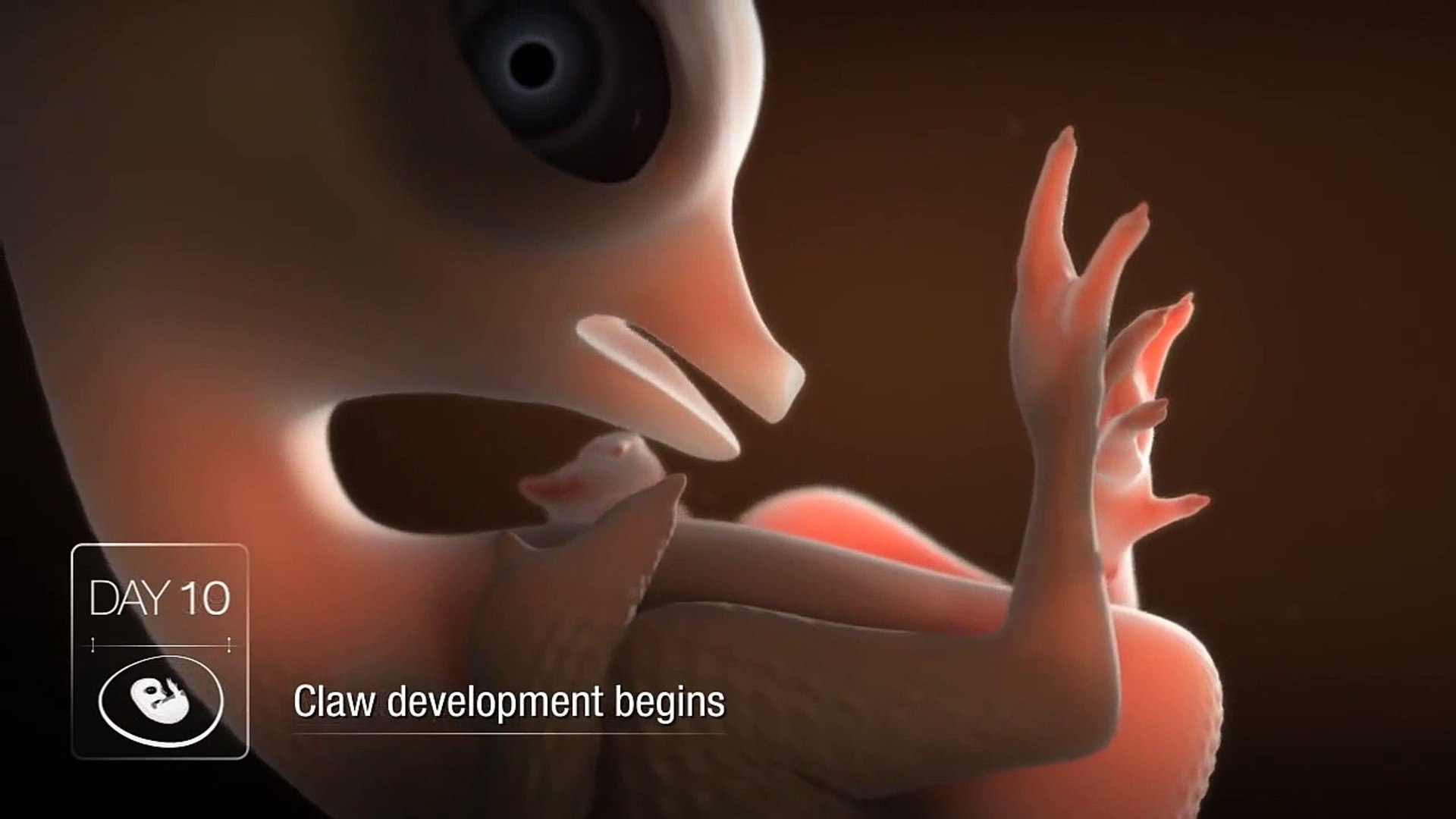 Chicken Embryo Development - video Dailymotion