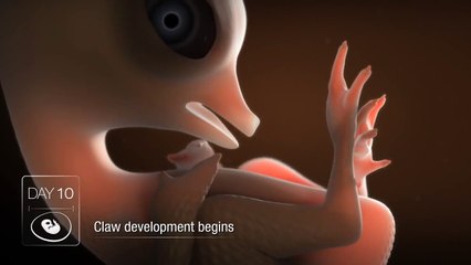 Chicken Embryo Development
