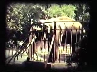 Fulvio alla scoperta dello zoo