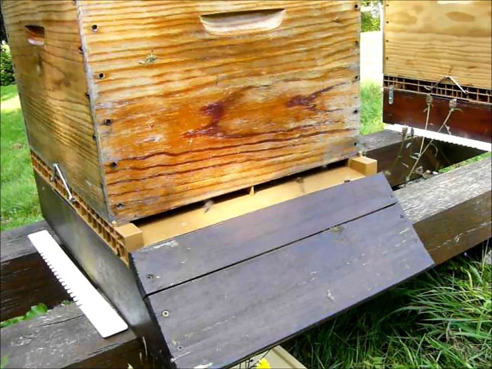 Hornets snatching honey bees in front of a hive