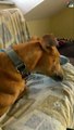 Relaxed dog playing with his food   Greyhound is sorting food   funny video