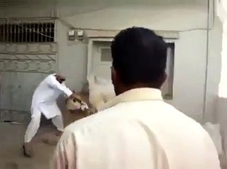 Cow Qurbani Running of Dangerous Cow Kick 2015 Funny Video - Video Dailymotion