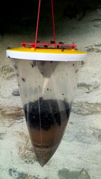 Piège à mouches, tue mouche, anti-mouche, bio.