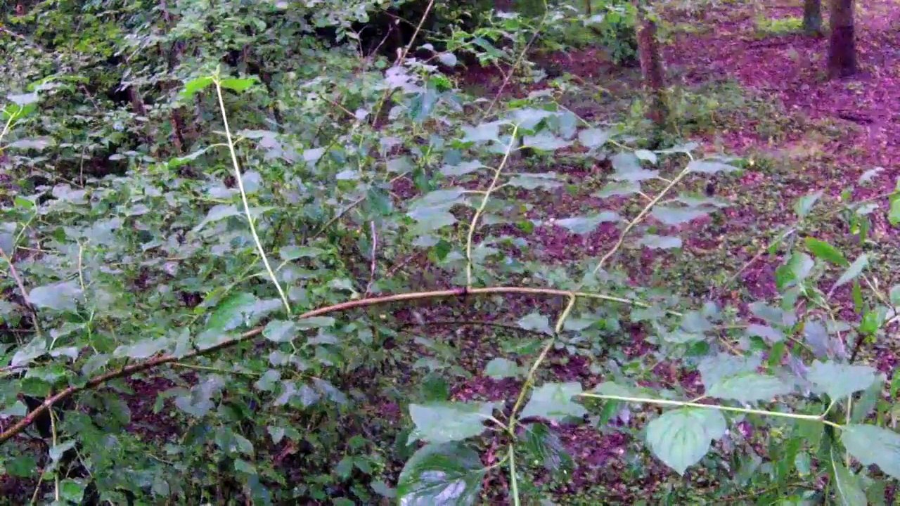 Bowhunting Deer Chasse à l'arc chevreuil