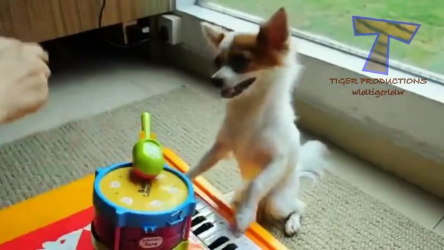 animais engraçados que jogam instrumentos bonito e engraçado compilação animais