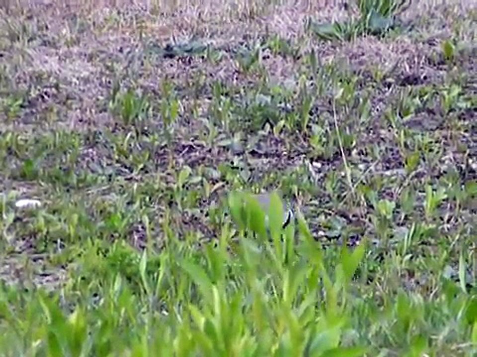 Corriere piccolo (Charadrius dubius)