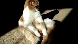 Scottish Fold Cat - Namiko sitting