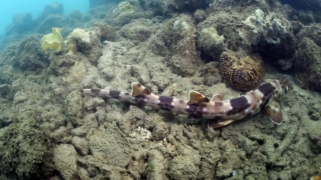 Walking shark at www.wedaresort.com
