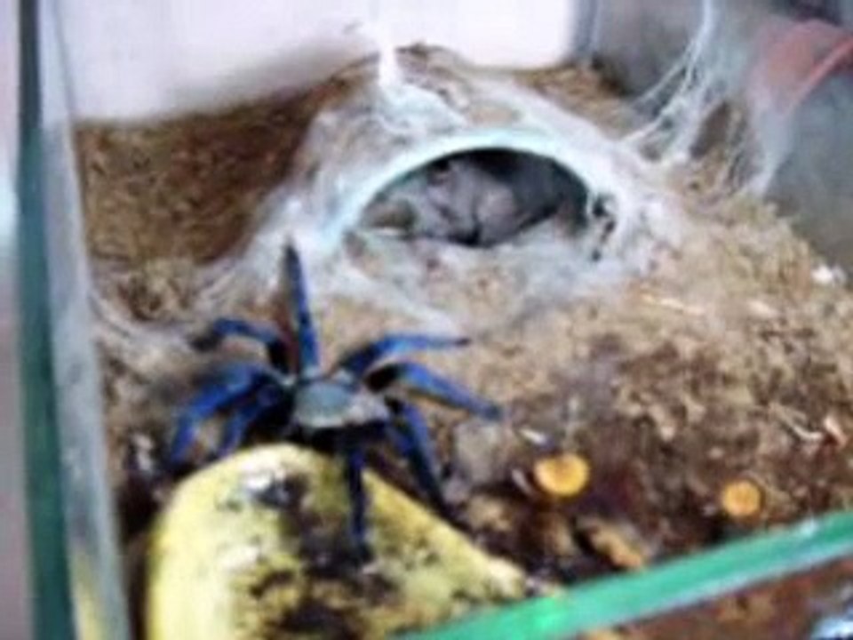 Haplopelma lividum catches supper