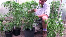 GROWING CHILLIES - CONTAINER SIZE MATTERS