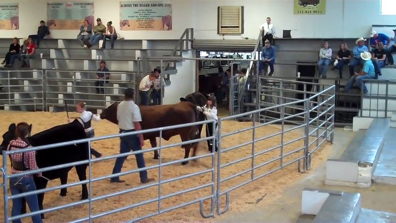Cattle Show