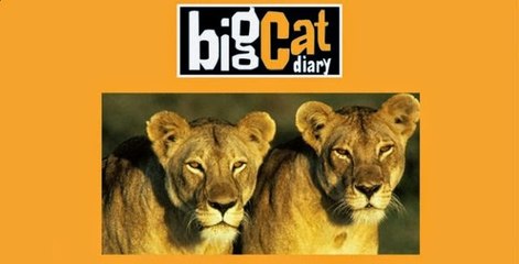 Büyük Kedilerin Günlüğü - 1.Bölüm