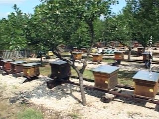 Vesti na rumunskom jeziku, 31. avgust 2015. (RTV Bor)