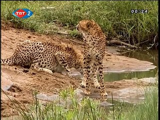 Büyük Kedilerin Günlüğü: 2. Bölüm