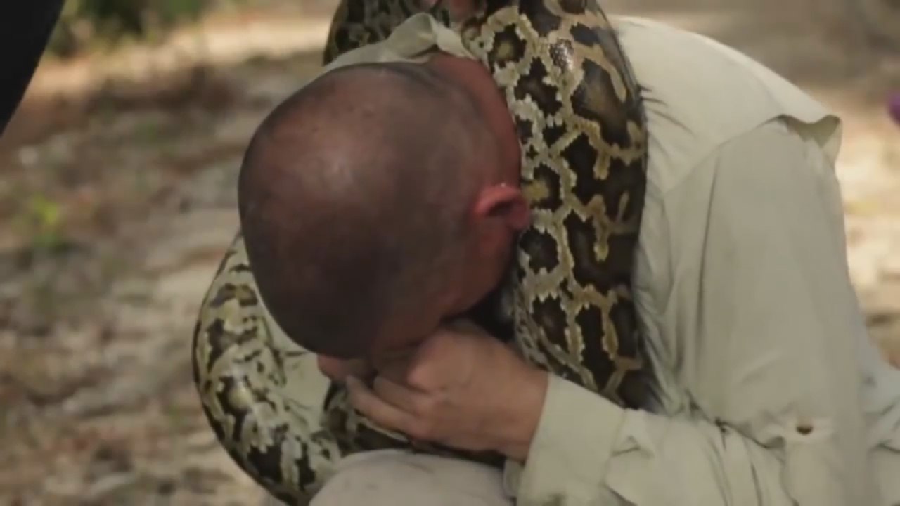 Python Bites Man On Face!