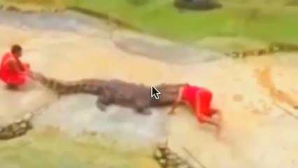 Crocodile Biting a Mans Head! WoW