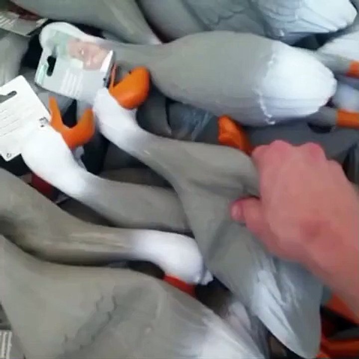 mr all australian I JUST WANTED TO USE THE VINE ITS SO FUNNYKDKSK