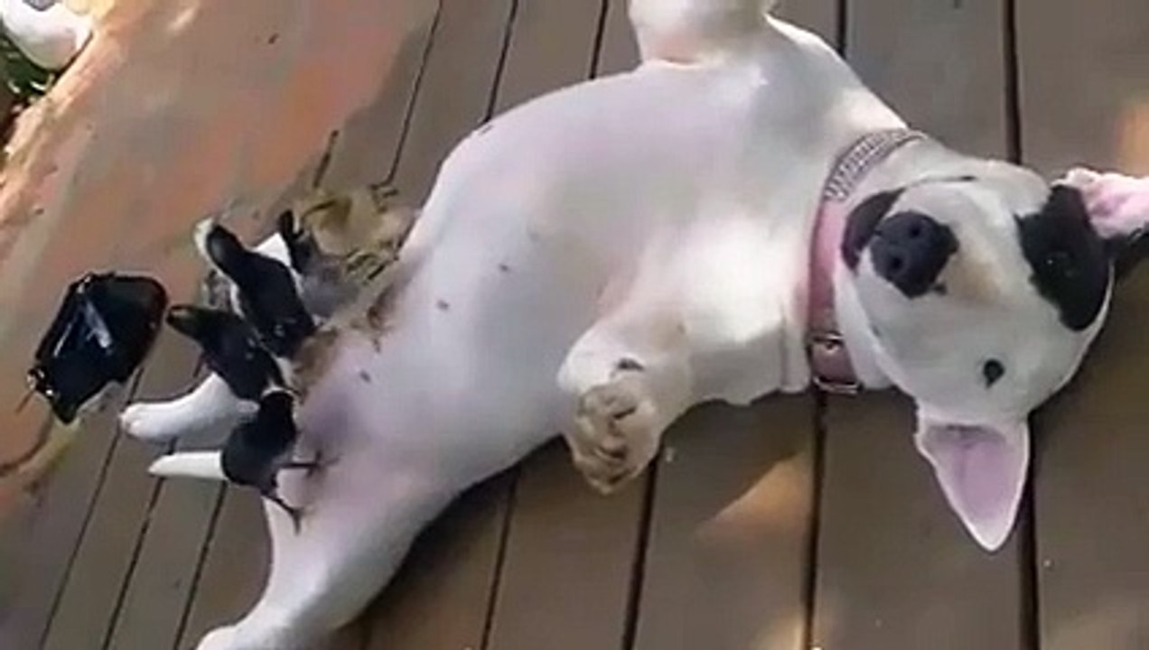 Ce chien a de curieux amis... Des poussins!