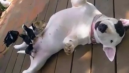 This dog has some weird friends... Birds????