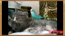 Cats and Bird Compilation !! // Funny Cats and Bird Videos // Compilation 2015 [NEW HD]