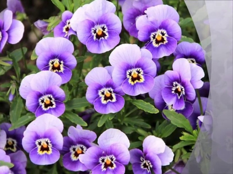 PEPPINO GAGLIARDI - Come le viole