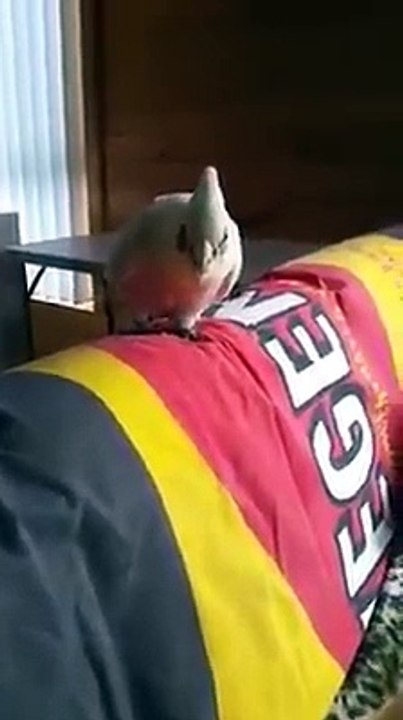 Perrot Fight Dog Must Watch Video