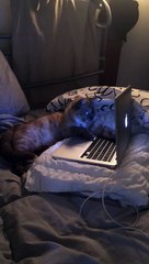 Ce chat adore regarder des videos sur son ordinateur...
