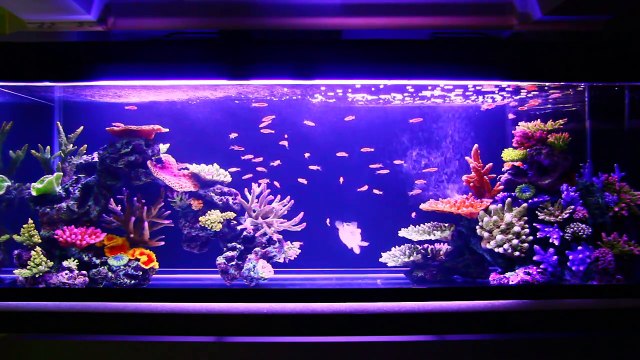 Artificial coral reef aquarium update