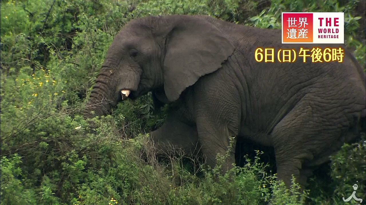 25000頭! 巨大クレーターは野生の王国 9 6（日）『世界遺産』「ンゴロンゴロ自然保護区（タンザニア）」【TBS】