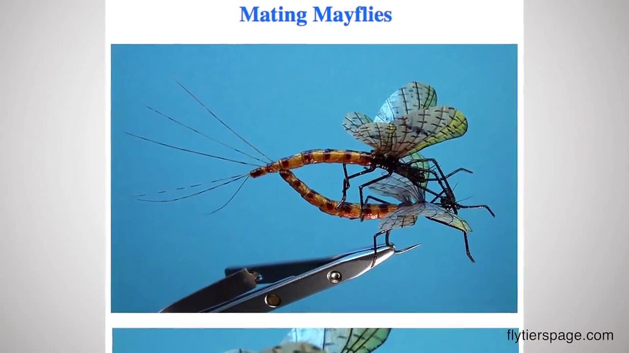 10 Animal Mothers That Die After Birth