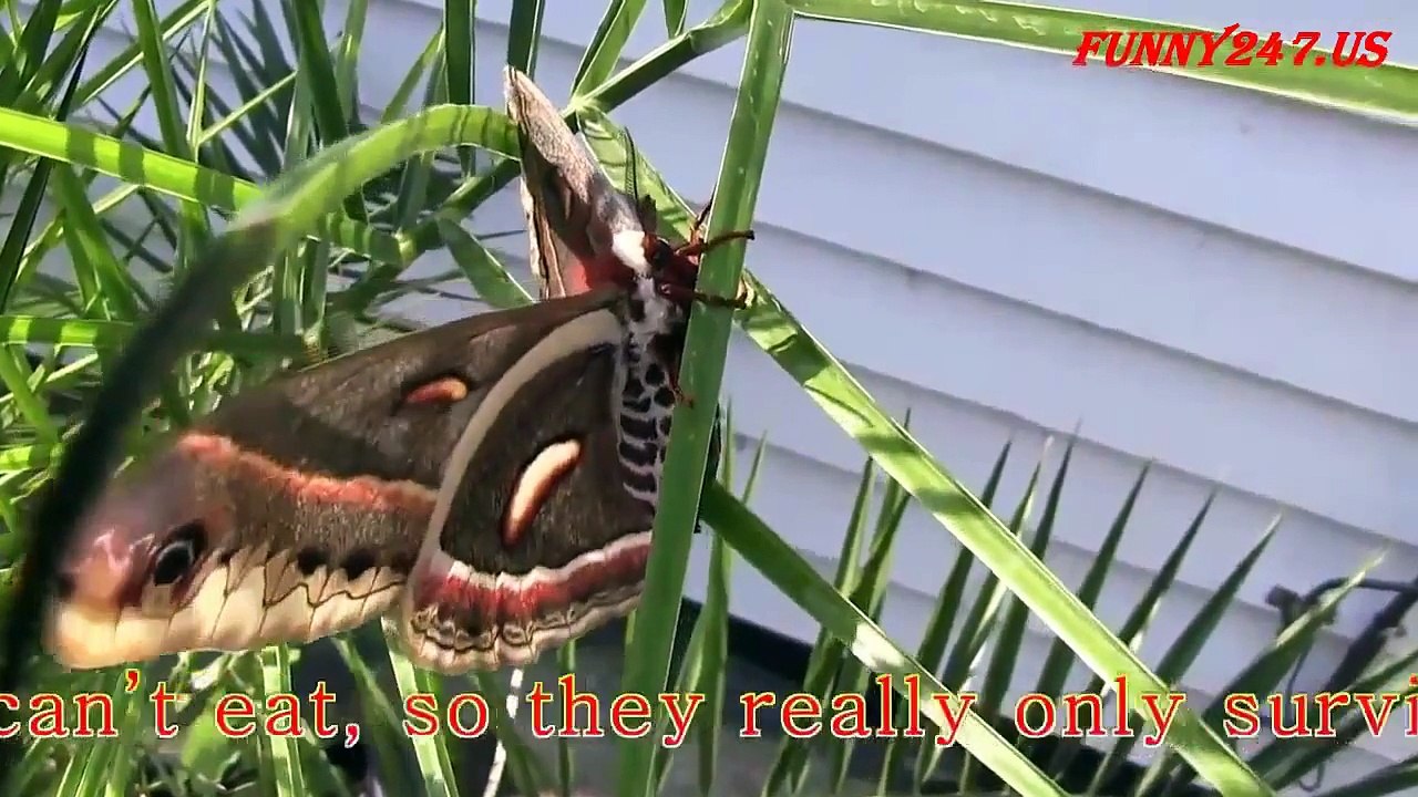 Top 10 animal die affter giving birth