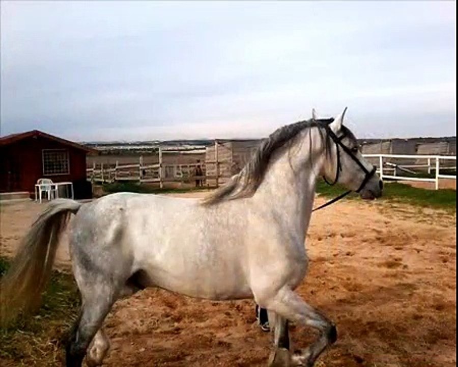 Caballo Español a la venta - Spanish horse for sale