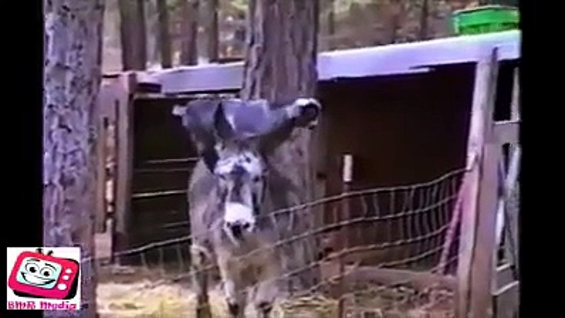 smart animals Funny Animals